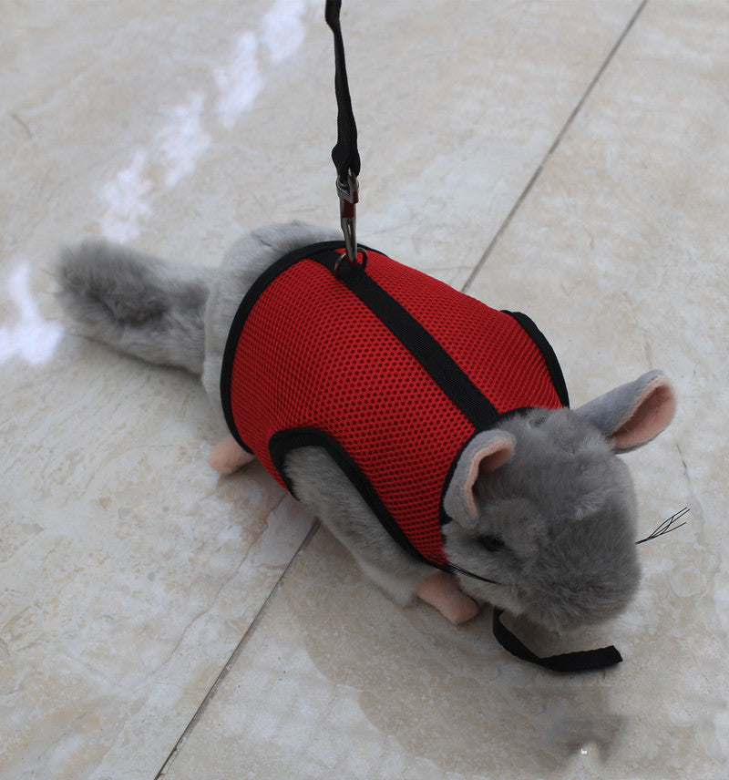 The Perfect Leash for Your Small Pet
