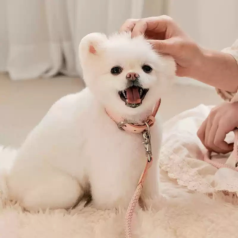 Discover the Perfect Blend of Style and Functionality with Our Leather Hand Holding Rope Dog Leash