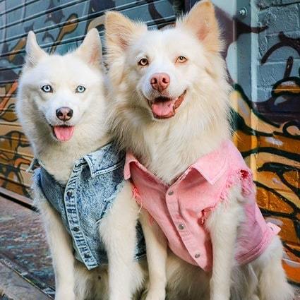 Stylish and Comfortable: The Pet Dog Washed Denim Jacket