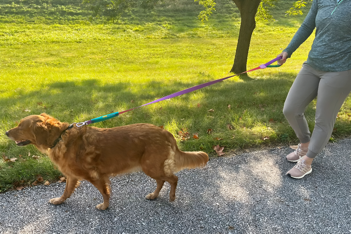 Durable Leashes for Safe Adventures