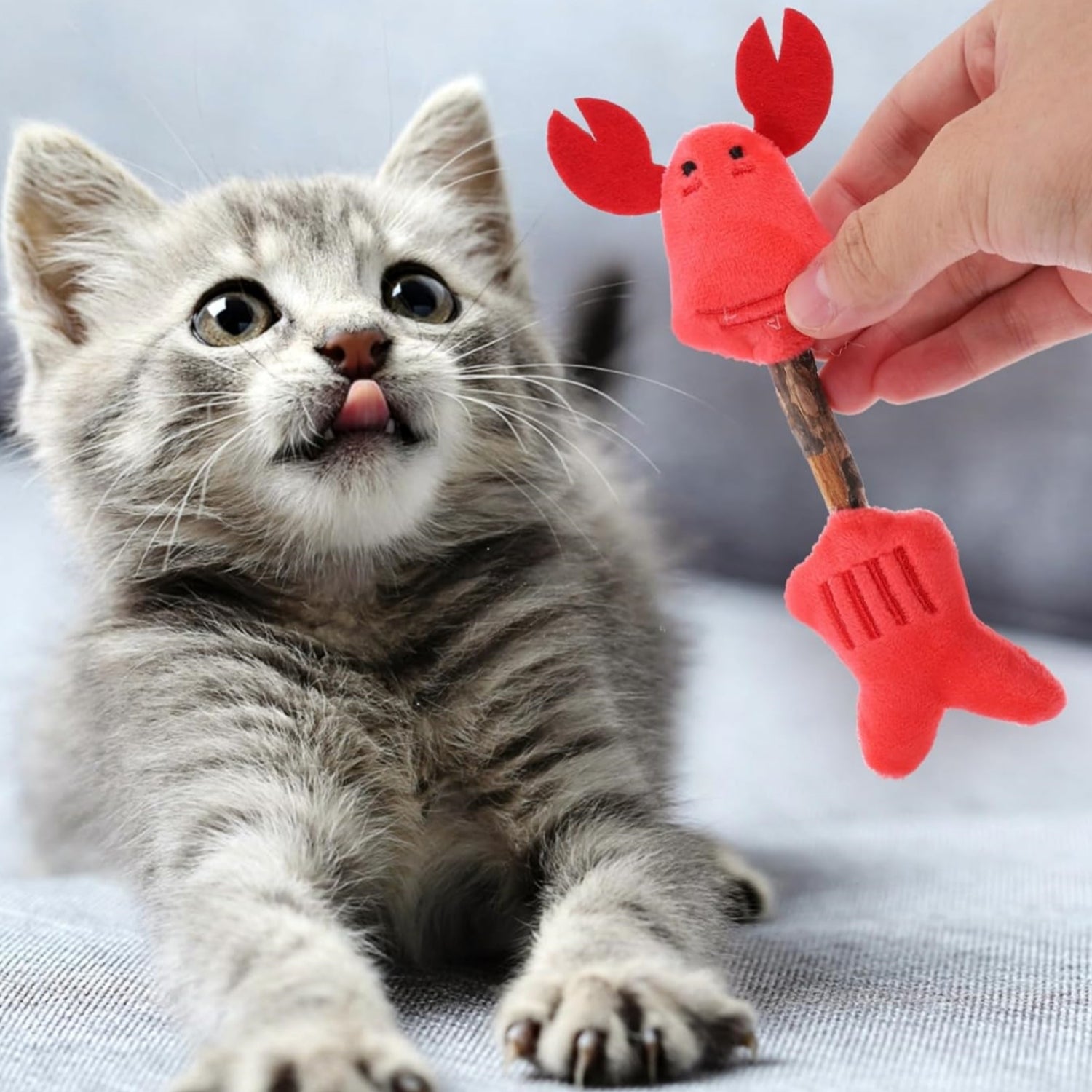 Cat Kitten Toys